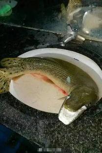 汝州最新爆料怪鱼,揭秘其神秘身世与生态影响 第2张 汝州最新爆料怪鱼,揭秘其神秘身世与生态影响 第2张