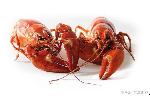龙虾最新爆料新闻内容  第3张