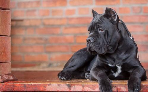 暴怒带土最新爆料大聪明,最新爆料揭示大聪明背后的真相  第1张